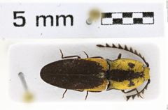 Foto (Dorsalansicht) von Lacon pectinicornis (NHMW-ZOO-COL-0008160)